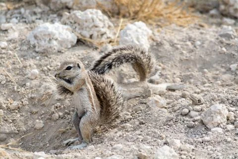 Ground Squirrel. Stock Photos