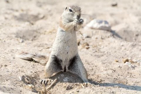 Ground Squirrel Stock Photos