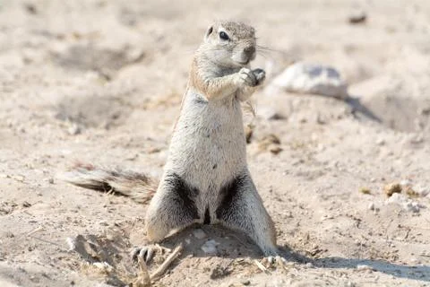 Ground Squirrel Stock Photos