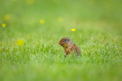 Ground Squirrel Stock Photos