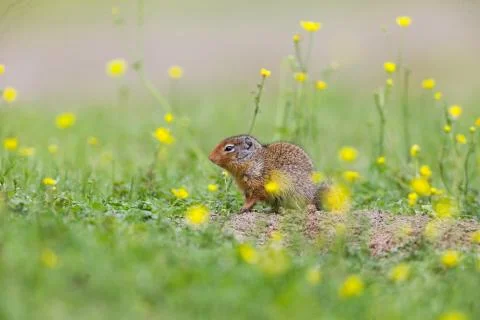 Ground Squirrel Stock Photos