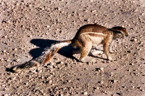 Ground squirrel Stock Photos