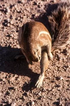 Ground squirrel Stock Photos