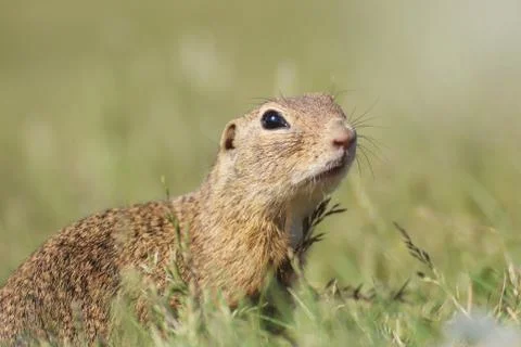 Ground Squirrel Stock Photos
