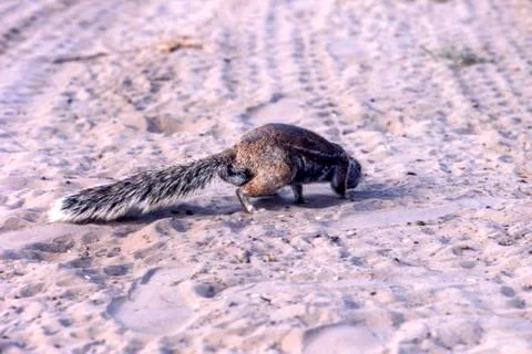 Ground Squirrel Stock Photos