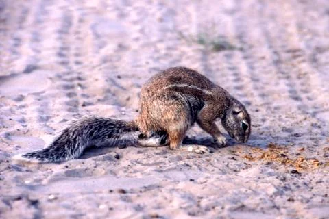 Ground Squirrel Stock Photos