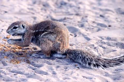 Ground Squirrel Stock Photos