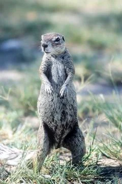 Ground Squirrel Stock Photos