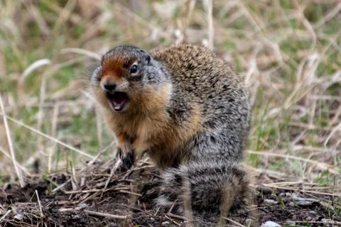 Ground squirrel Stock Photos