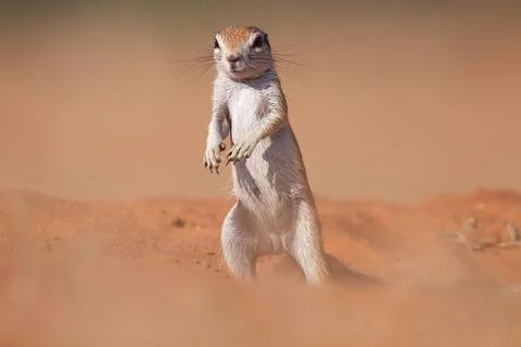 Ground Squirrel. Stock Photos