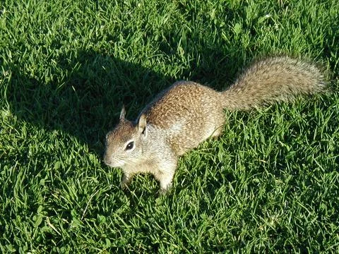 Ground squirrel Stock Photos