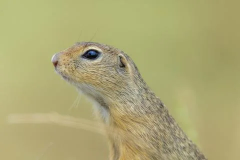Ground-squirrel Stock Photos