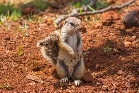 Ground squirrel portrait Stock Photos