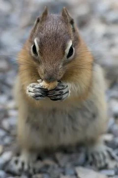 Ground squirrel portrait Stock Photos