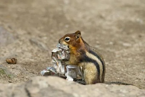Ground squirrel portrait while eating paper Stock Photos