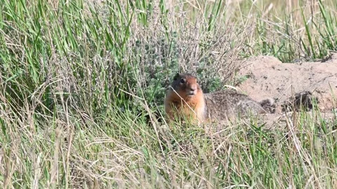Ground Squirrel, prairies Stock Footage 151227055