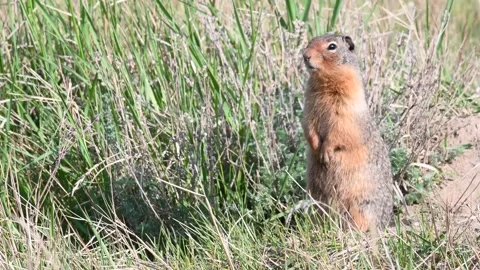 Ground squirrel, prairies, standing, sitting Stock Footage 151227053