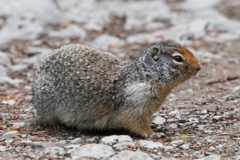 Ground Squirrel Profile 写真素材