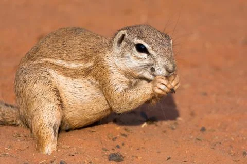 Ground squirrel in red desert Stock Photos
