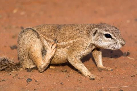 Ground squirrel in red desert Stock Photos
