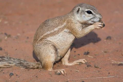 Ground squirrel in red desert Stock Photos