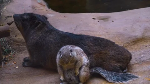 A ground squirrel resting  Stock Footage 254124061
