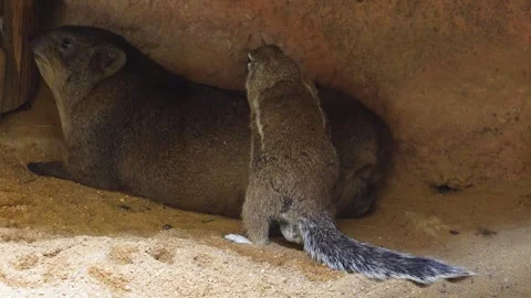 A ground squirrel resting Stock Footage 254931119