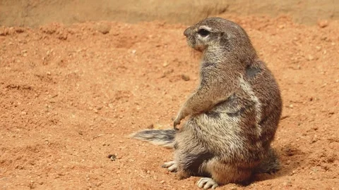 A ground squirrel resting Stock Footage 254931247