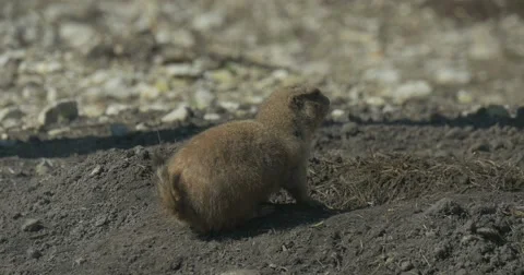 Ground Squirrel on a Sandy Ground at the Hole Rodents Burrowing Tunnel Wildlife Stock Footage 61898631