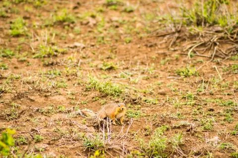 Ground squirrel in the savannah Stock Photos