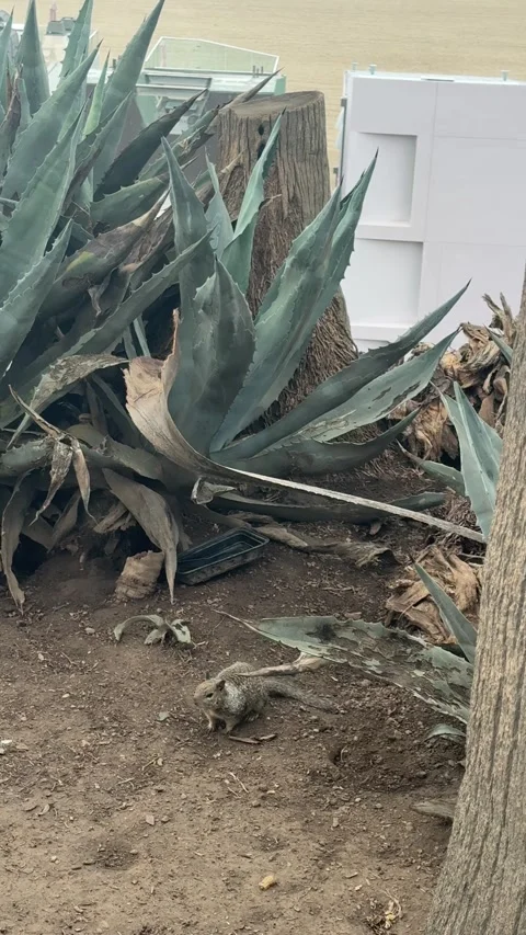 Ground squirrel scampering near agave plants in Santa Monica Stock Footage 345266255