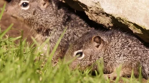 Ground squirrel siblings Vídeos de archivo 75054238