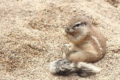 A ground squirrel sits on a bed of coarse sand, displaying its distinctive gr Stock Photos