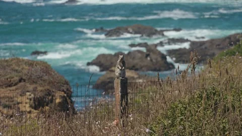 A ground squirrel sits on fence post by crashing ocean Stock Footage 342446022
