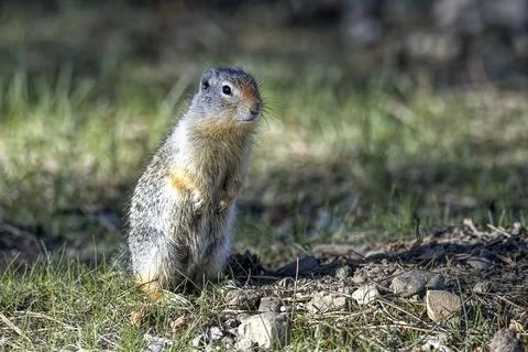 Ground squirrel sits on its hind legs. Stock Photos