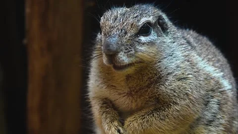 A ground squirrel sitting Stock Footage 263578870