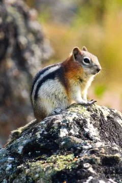 A ground squirrel sitting on a rock Stock Photos