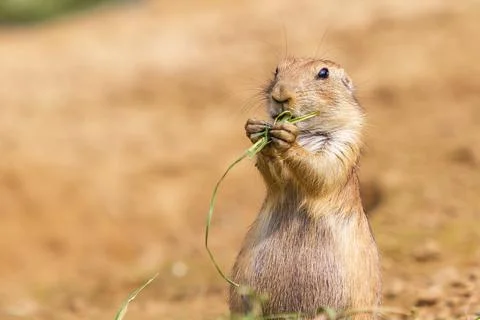 Ground squirrel - Spermophilus citellus stands in a meadow and has grass in i Foto stock