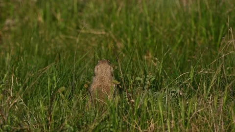 Ground Squirrel Spermophilus pygmaeus eating in the wild Video stock 321773184