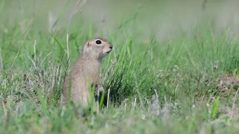 Ground squirrel Spermophilus pygmaeus, he stands in the grass and watches Stock Footage 157506816