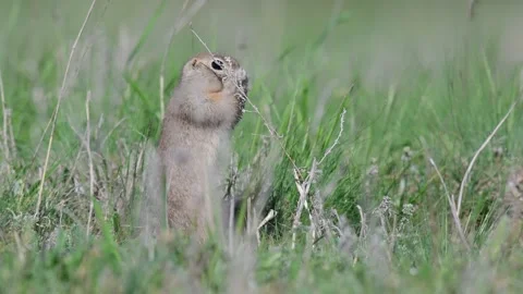 Ground squirrel Spermophilus pygmaeus, hiding in the grass Stock-Footage 153435178