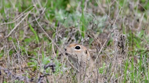 Ground squirrel Spermophilus pygmaeus hiding in the grass Stock-Footage 240769862