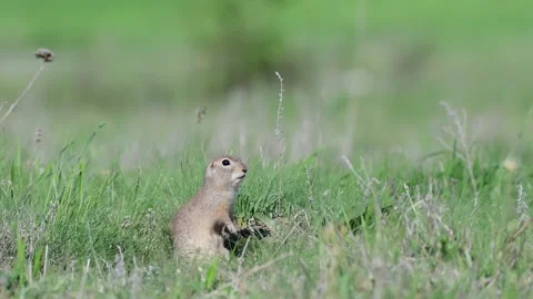 Ground squirrel Spermophilus pygmaeus, standing in the grass Stock-Footage 158428196