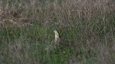 Ground squirrel Spermophilus pygmaeus standing in the grass Stock-Footage 209662818