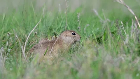 Ground squirrel Spermophilus pygmaeus standing in the grass Video stock 235066237