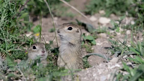 Ground squirrel Spermophilus pygmaeus standing in the grass Stock-Footage 235734619
