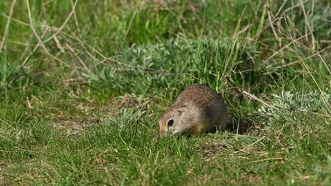 Ground Squirrel Spermophilus pygmaeus in the wild Video stock 321773203