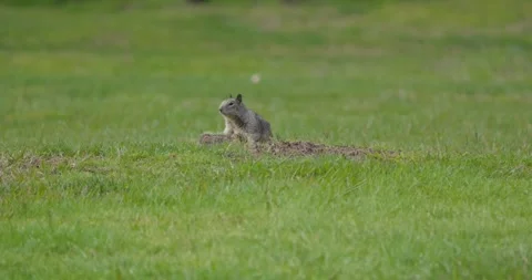 Ground Squirrel Standing Alert on Dirt Mound in Grassy Field Vídeos de archivo 330439961