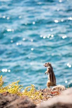 Ground squirrel standing on a cliff Stock Photos