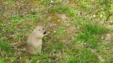 Ground Squirrel Standing on Grass and Soil Surface Outdoors Stock Footage 335983206